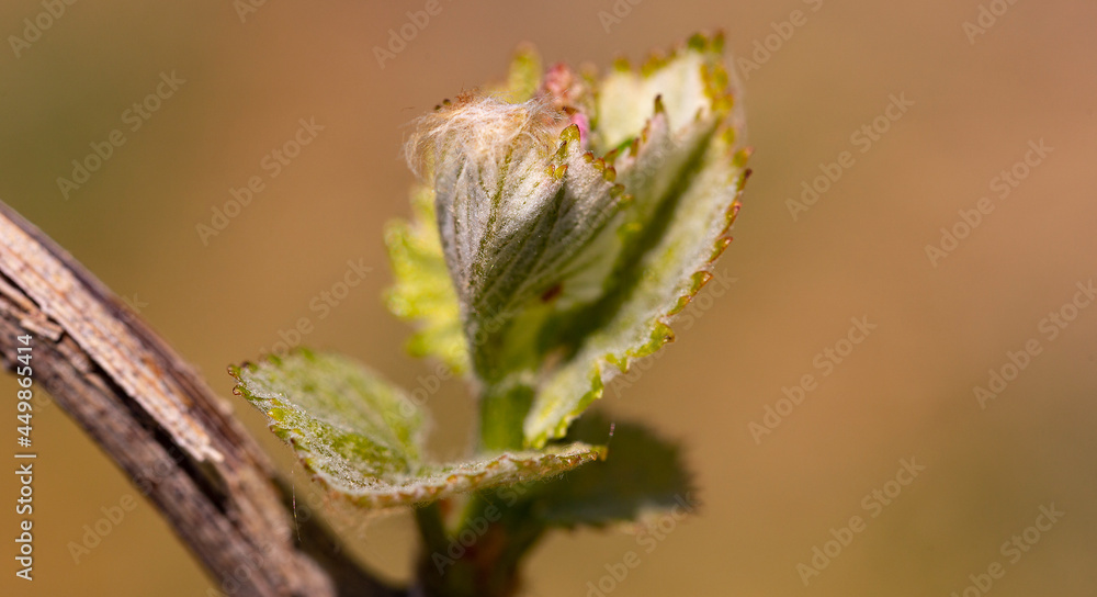 Reben Trauben Frühling Reben Trauben Frühling