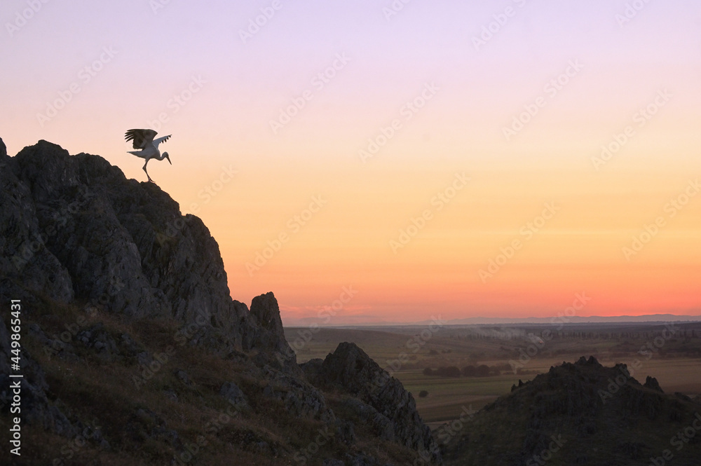 Obraz premium White Stork Ciconia on Cliff at Sunset in Dobrogea Romania