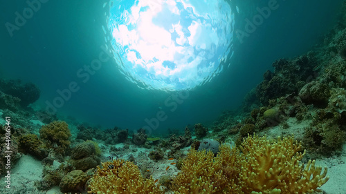 Coral reef and tropical fishes. The underwater world of the Philippines. Philippines.