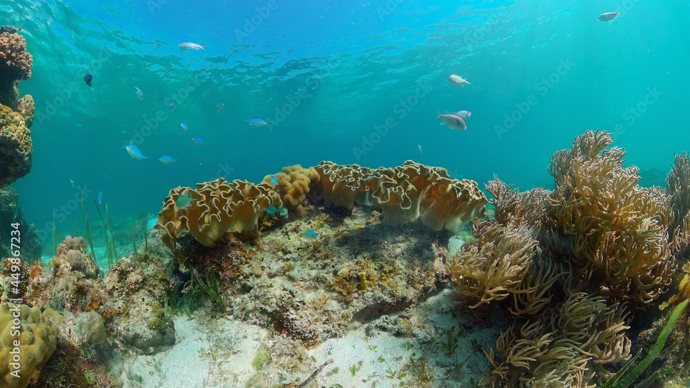 Obraz premium Tropical colourful underwater seas. Coral Garden with Underwater Vibrant Fish. Underwater tropical colourful soft-hard corals seascape. Philippines.