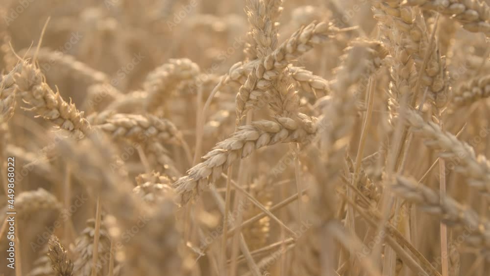 Tracking Shot Through Wheat Field During Golden Hour Tracking Shot Through Wheat Field During Golden Hour