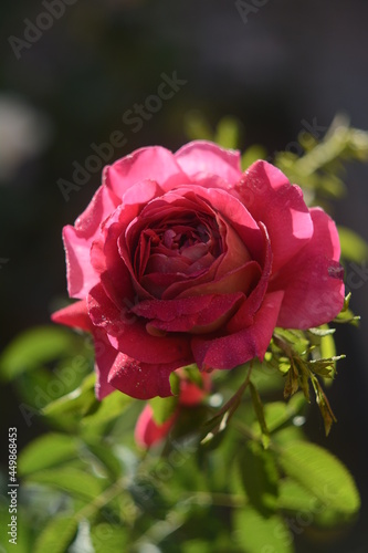 pink rose in garden