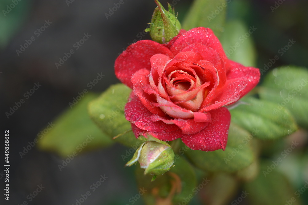 red rose with water drops