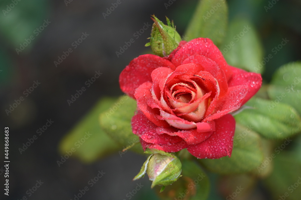 red rose with water drops