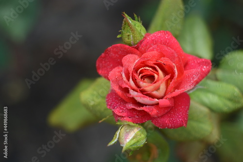 Obraz na płótnie red rose with water drops w salonie