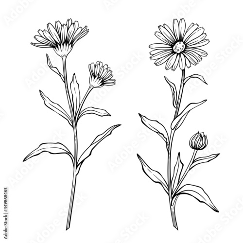 Calendula flowers, line art drawing. Marigold flowers and leaves isolated on white background, vector illustration