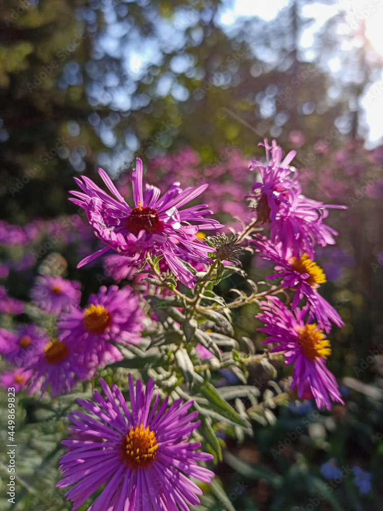 Obraz premium Pink flower