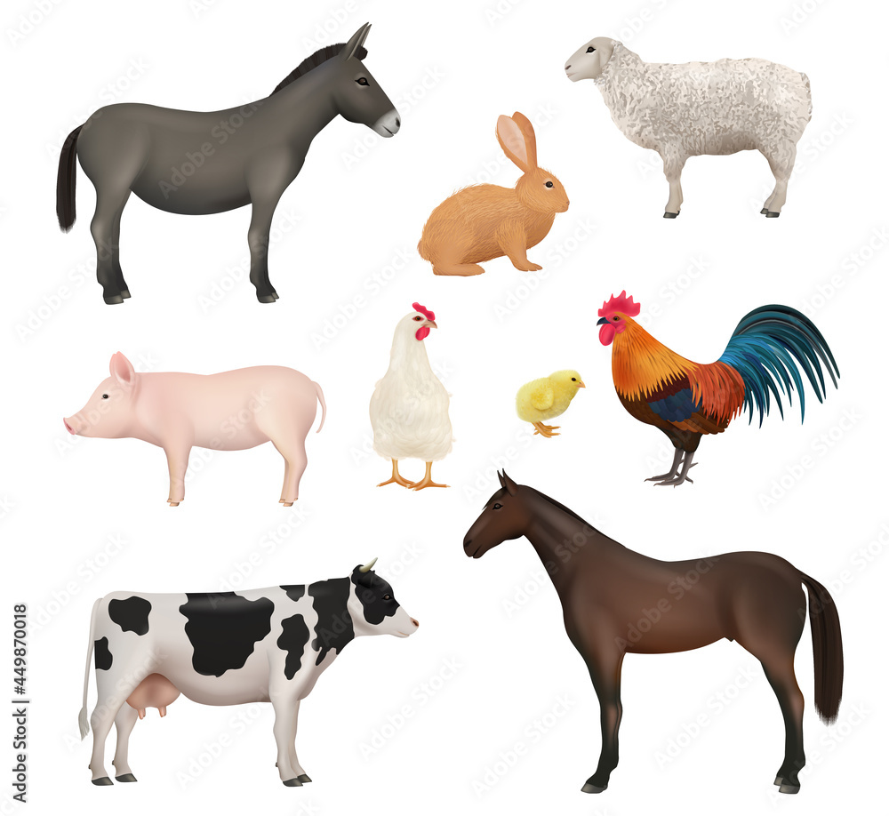 Domestic animals. Farm birds chickens active animal rabbit horse sheep and cow lazy dirty pig donkey decent vector realistic illustrations