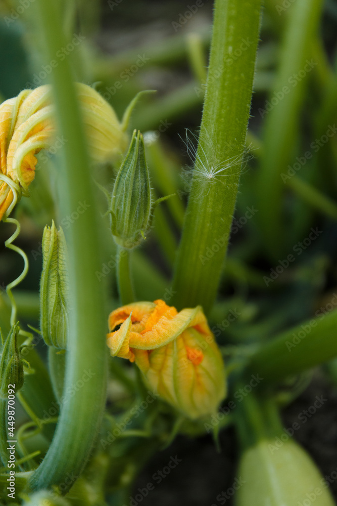Zucchini plant, young zucchini fruits with beautiful orange flowers in the shade of leaves, fresh healthy vegetables from the vegetable garden
Zucchini plant, young zucchini fruits with beautiful orange flowers in the shade of leaves, fresh healthy vegetables from the vegetable garden