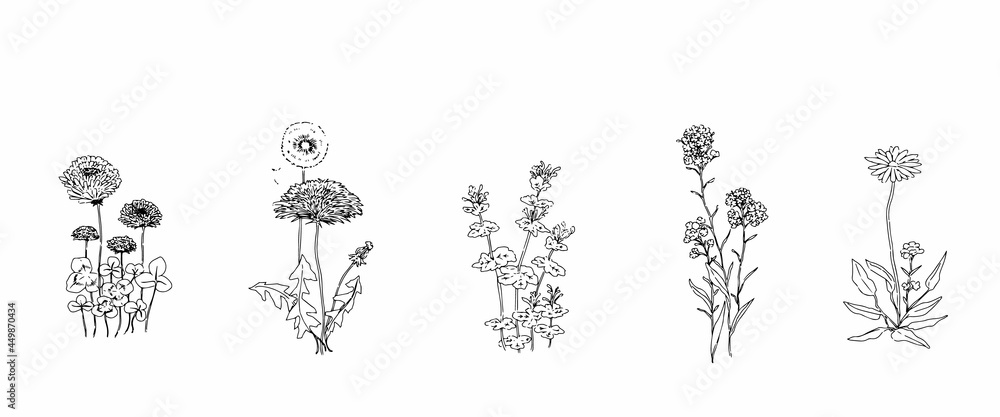 モノクロ線画の手描きの野花たち