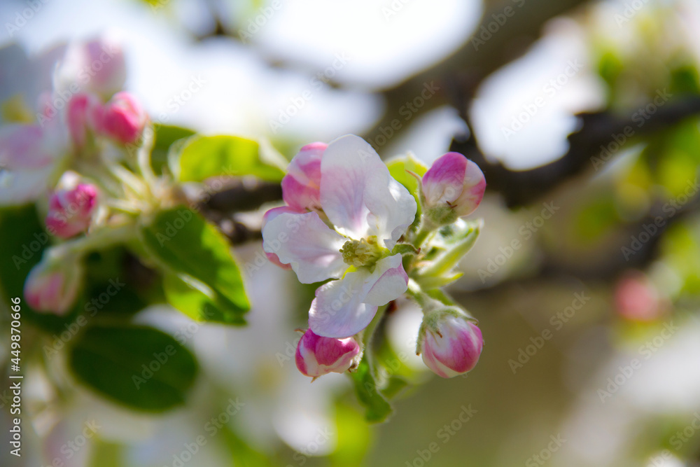 Obraz premium apfelblüte