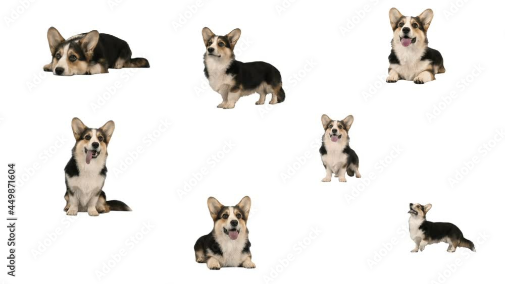 Set of dog on white background Set of dog on white background