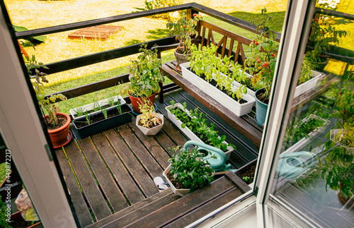 Fototapeta Various herbs and plants growing on home wood balcony in summer, small vegetable garden concept