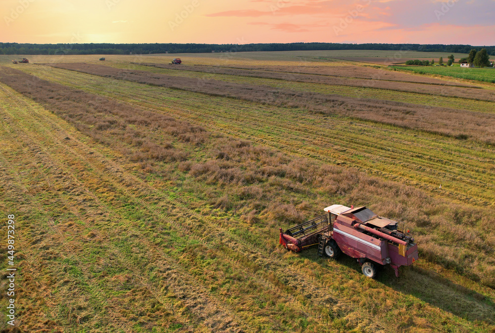 Naklejka premium Combine harvester working in rapeseed field. Harvesting machine during cutting crop in a farmland. Combines at rapeseed harvesting. Agricultural landscape concept. Oil crop in market in the world.