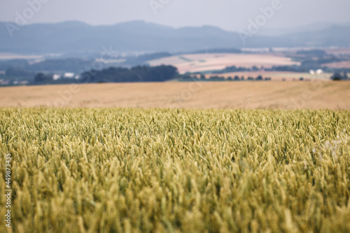 Wheat field in rural scene. Organic farm with cereal plant and defocused countryside. Cultivated plantation. Selective focus