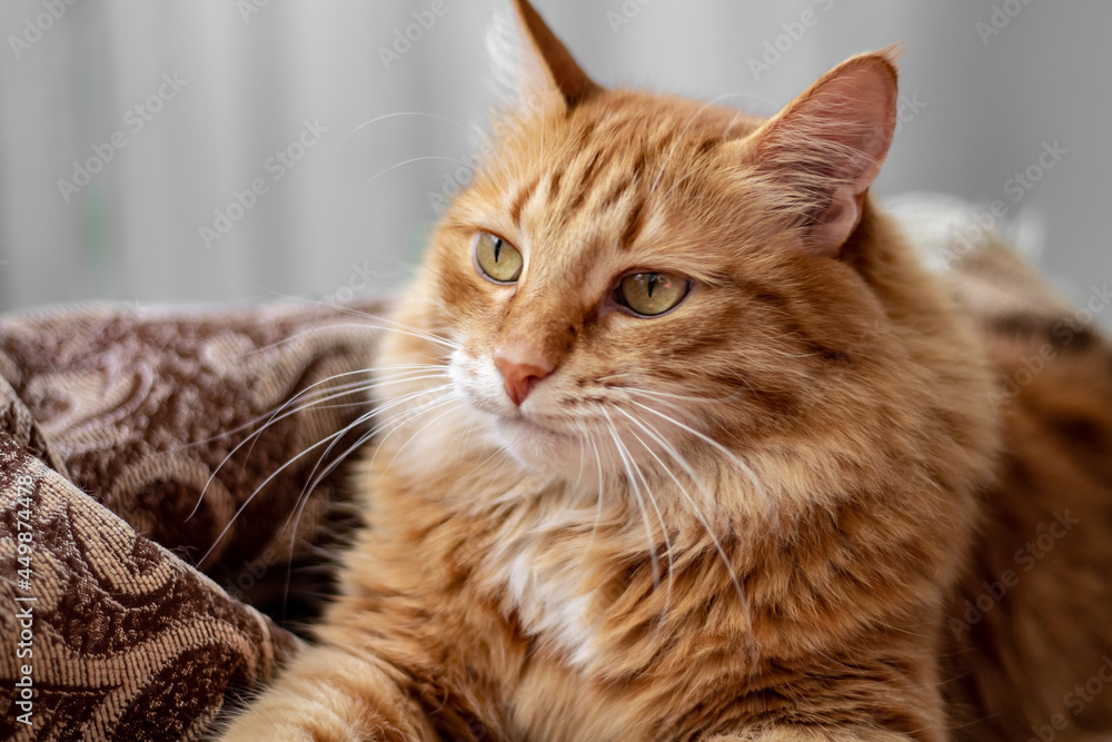 fluffy red-haired fat imposing arrogant arrogant cat lies in a blanket