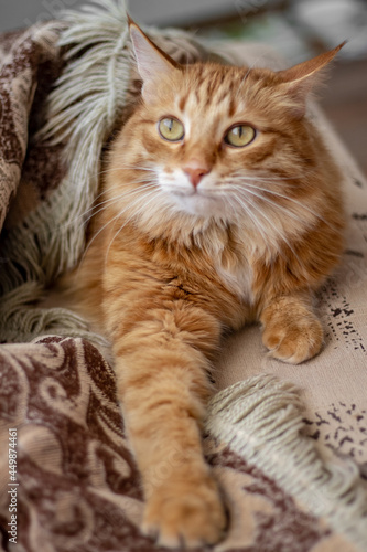 fluffy red-haired fat imposing arrogant arrogant cat lies in a blanket