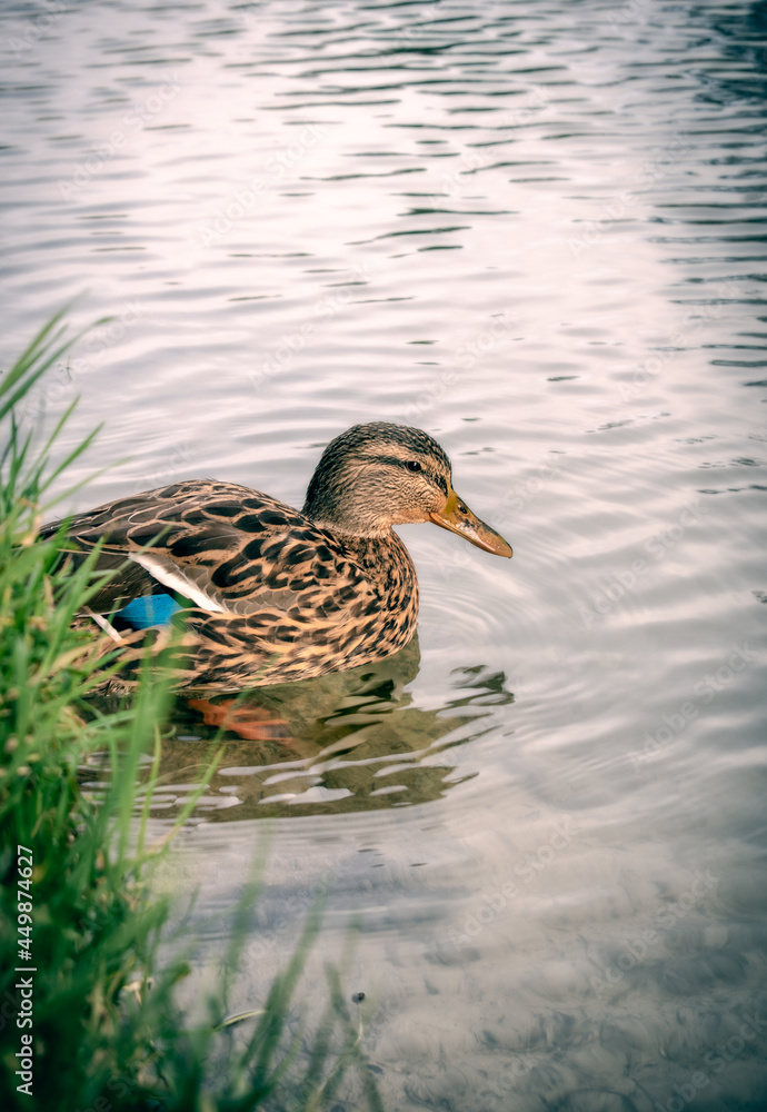 Female Mallard Duck with Water Ripples Female Mallard Duck with Water Ripples