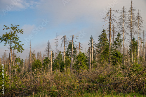 Dying spruce trees, drought and bark beetle infestation, summer of 2021.