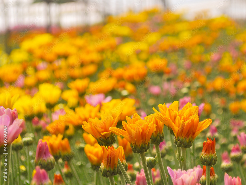 Chrysanthemum flower, Orange color,  variegated, , spring, natural flower garden,blurry  background.