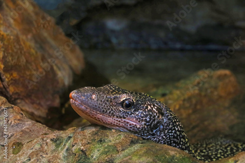 The head of a monitor lizard on a stone in the park is close-up.