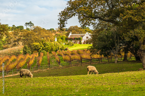 Sheep grazing in front of cape dutch wine farm in Constantia Cape Town photo