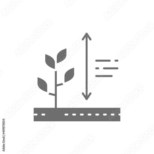 Vector plants growing, plant height grey icon.
