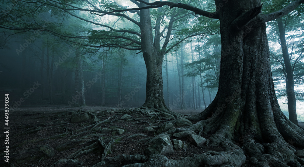 forest in darkness with fog - obrazy, fototapety, plakaty 