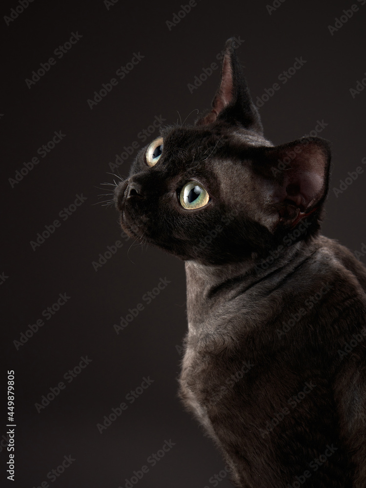 black kitten on a black background. Devon Rex cat