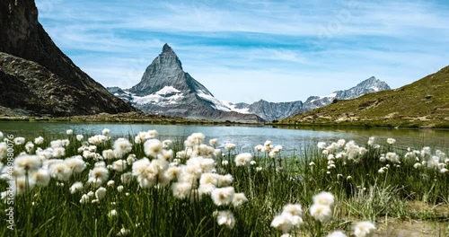 Amazing view of Matterhorn behind mountain flowers in Riffelsee Lake photo