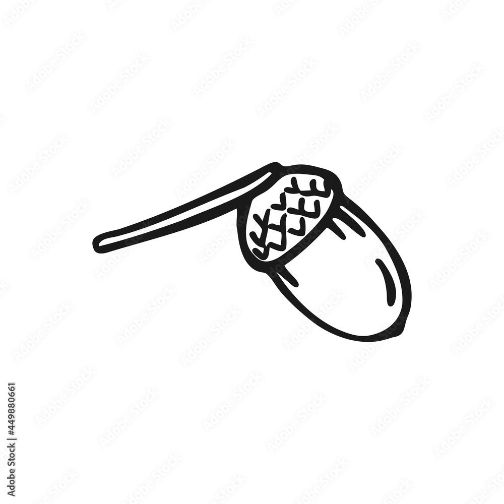Hand drawn acorn outline. Line art style isolated on white background. Hand drawn acorn outline. Line art style isolated on white background.