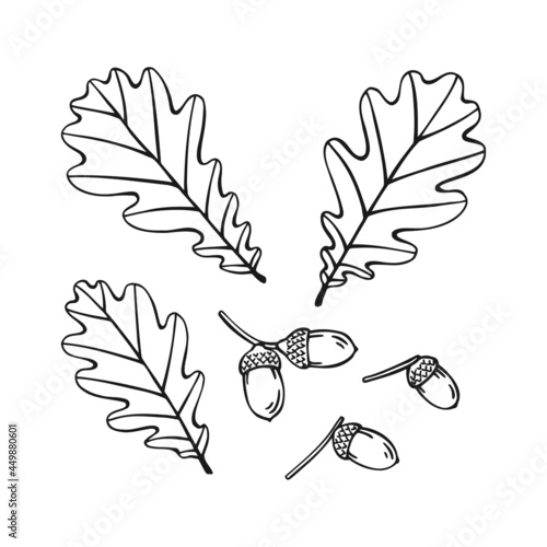 Set of hand drawn oak leaf  and acorn outline. Line art style isolated on white background.