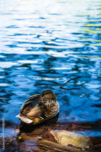 Fototapeta Naklejka Na Ścianę i Meble -  クロアチア　プリトヴィツェ湖群国立公園の澄んだ湖とカルガモ