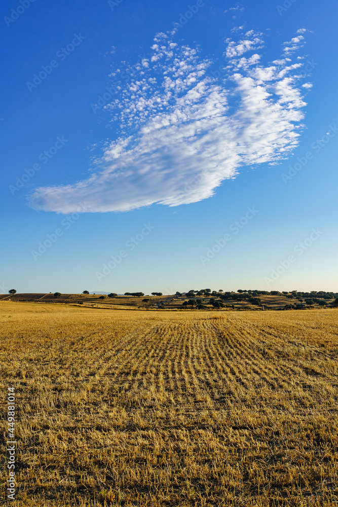 Blue sky with rare cloud in the freshly harvested agriculture field.