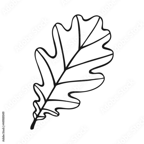 Hand drawn oak leaf outline. Oak leaf in line art style isolated on white background.