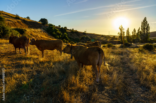 Herd of cows in the backlit field at sunset over the mountains.