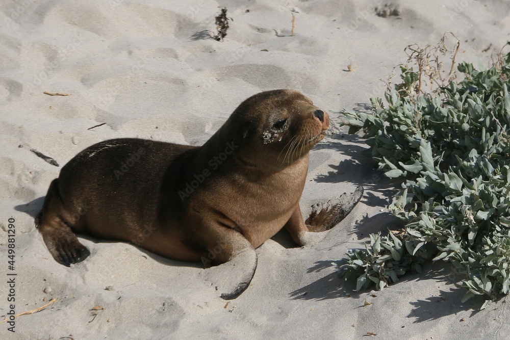 Fototapeta premium seal pup on the beach at kangaroo island