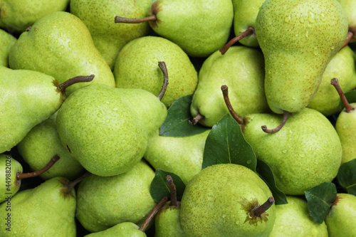 Photography Many fresh ripe pears with water drops as background, closeup