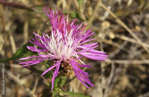 Beautiful centaurea flower in the meadow, closeup