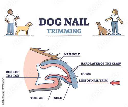 Dog nail trimming with anatomical claw side view structure outline diagram. Animal fingernail care and hygiene with veterinary pedicure vector illustration. Labeled educational medical pet clipping.