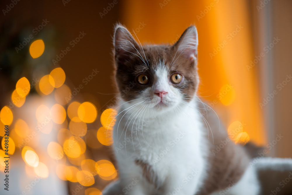 British Shorthair cat on colorful bokeh light background