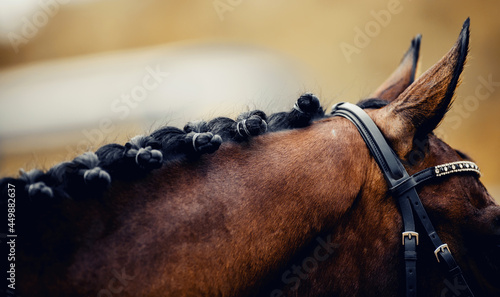 Fotografiet Horse ears and braided mane of a dressage horse