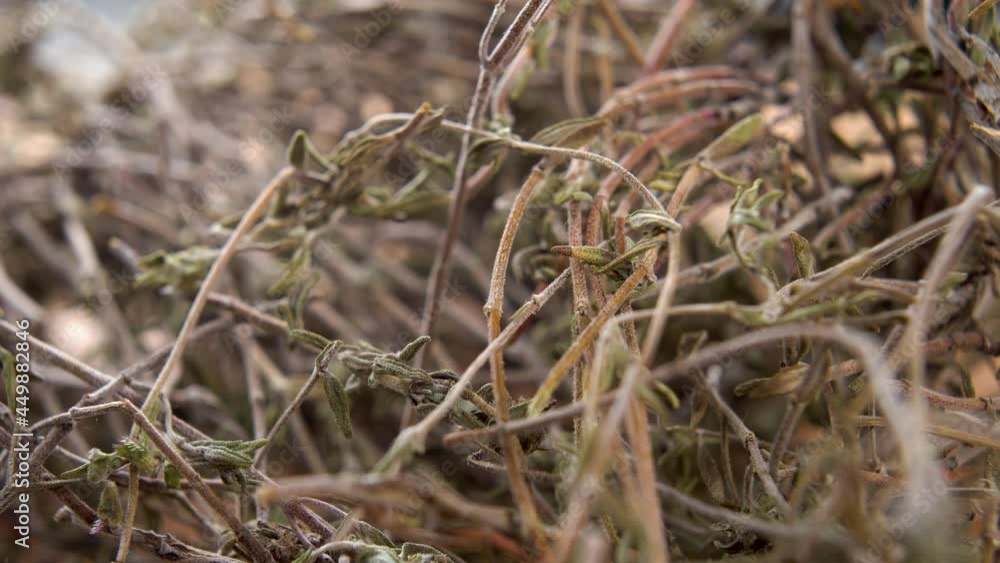 Dry natural herb thyme. Macro. Thymus vulgaris Dry natural herb thyme. Macro. Thymus vulgaris
