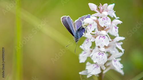 Blue butterfly eaten by green spider on white flower with negative space © CecilieBerganStuedal