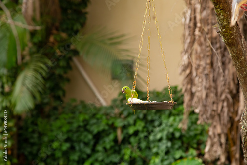 Algumas aves sendo criadas soltas no quintal. photo