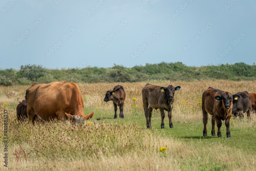 pretty brown cows standing on the footpath across a wild flower meadow in Lymington Hampshire England