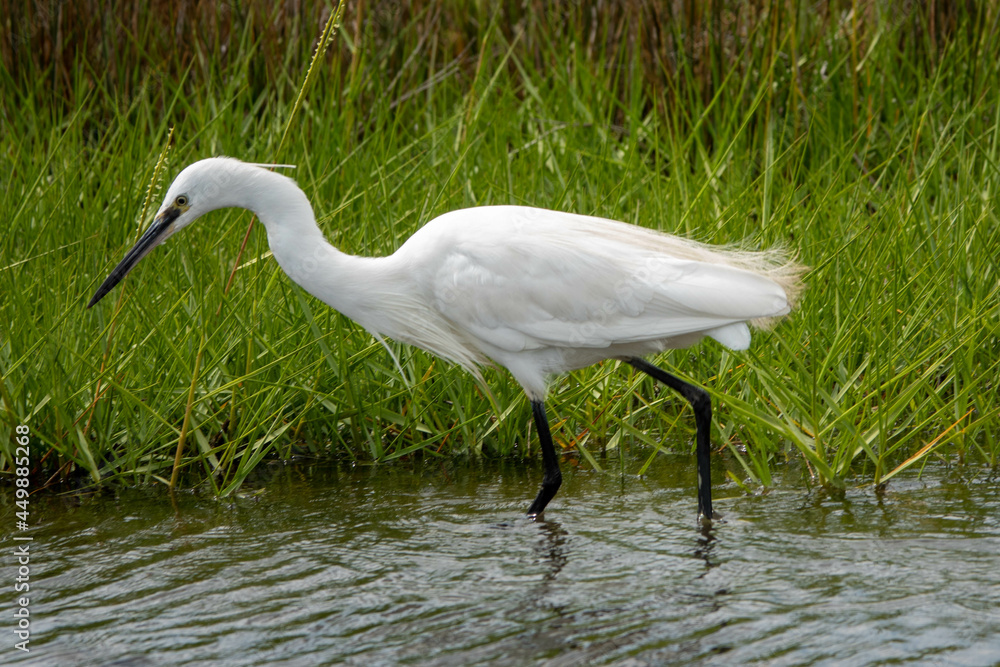 Naklejka premium Egret a heron with white plumage hunting in the river