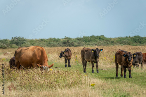 Fototapeta Naklejka Na Ścianę i Meble -  pretty brown cows standing on the footpath across a wild flower meadow in Lymington Hampshire England