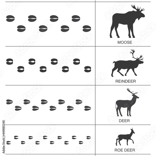 Silhouettes and footprints of deer of North America and Eurasia. Vector illustration.