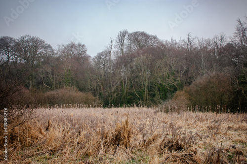 Winter Trees in Irish Countryside